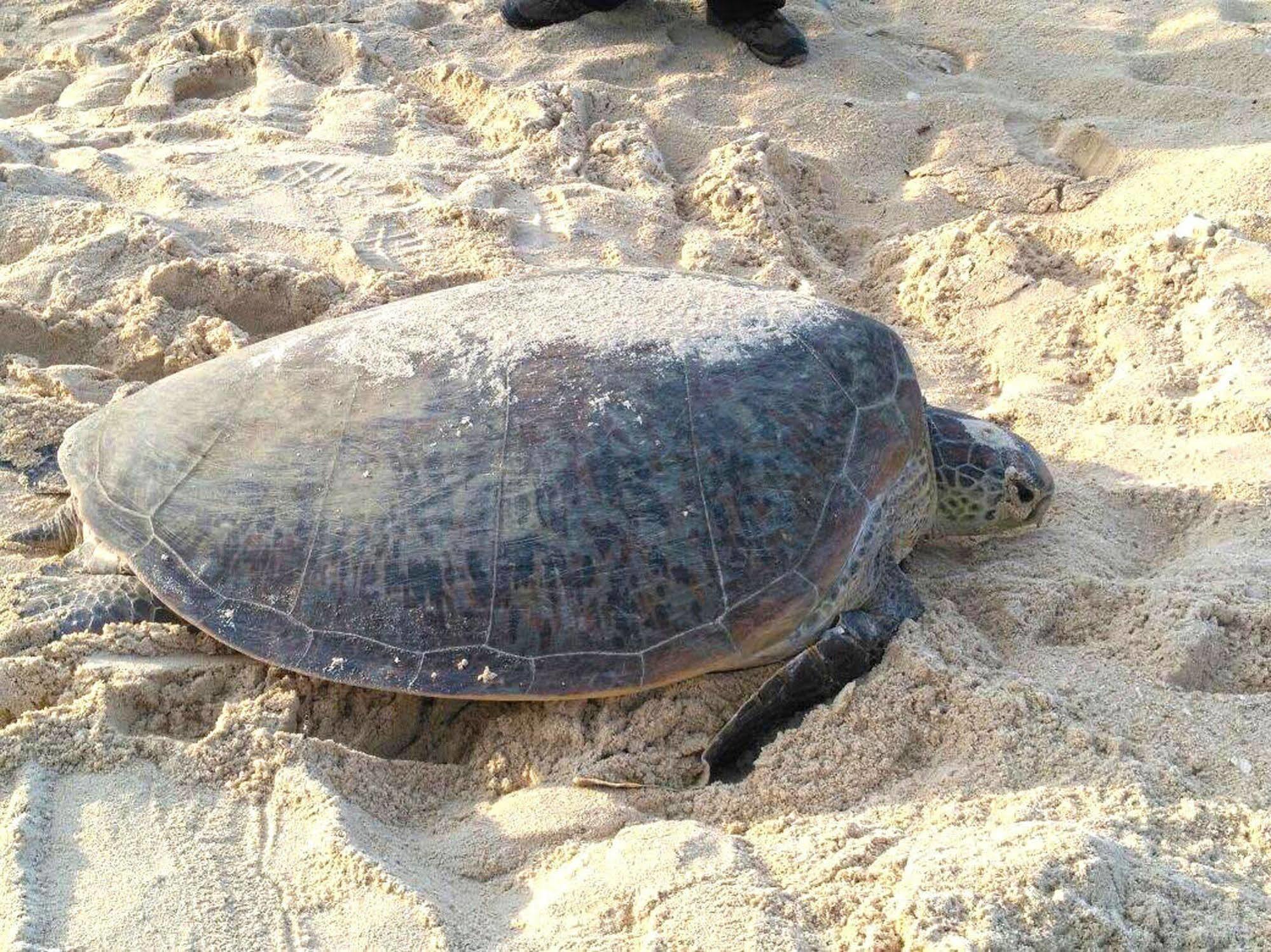 Hotel Selingan Turtle Island Sandakan Exterior foto