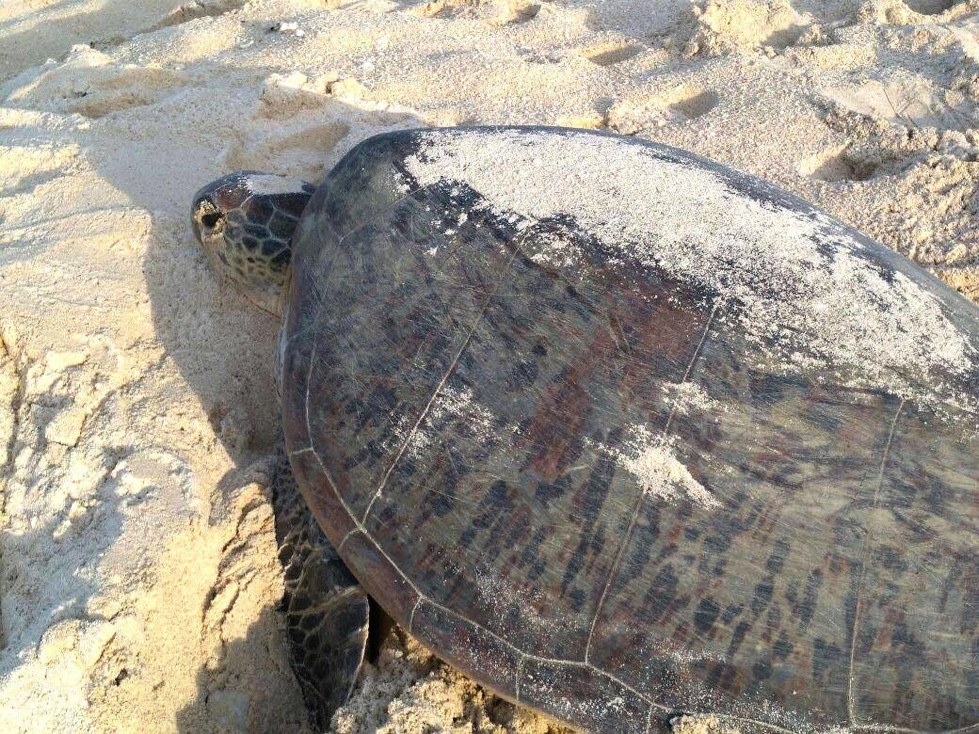 Hotel Selingan Turtle Island Sandakan Exterior foto